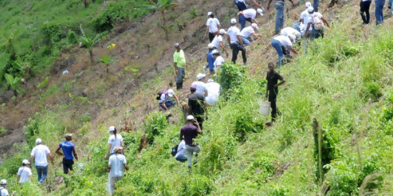 Empleados del MICM siembran plantas caoba criolla en jornada de reforestación